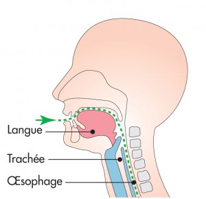 schéma physiologie de la bouche