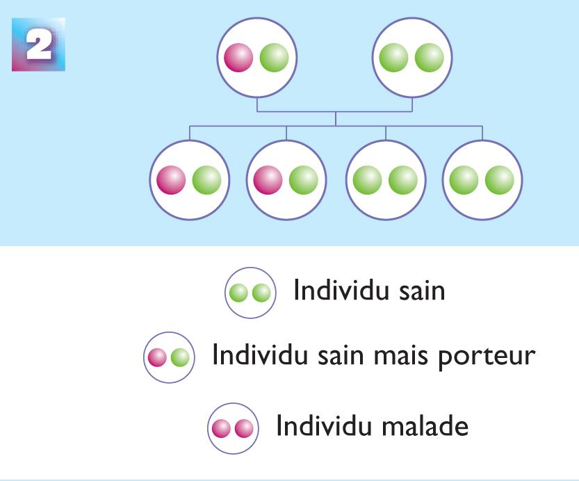 Schéma explicatif avec un des deux parents porteurs sains