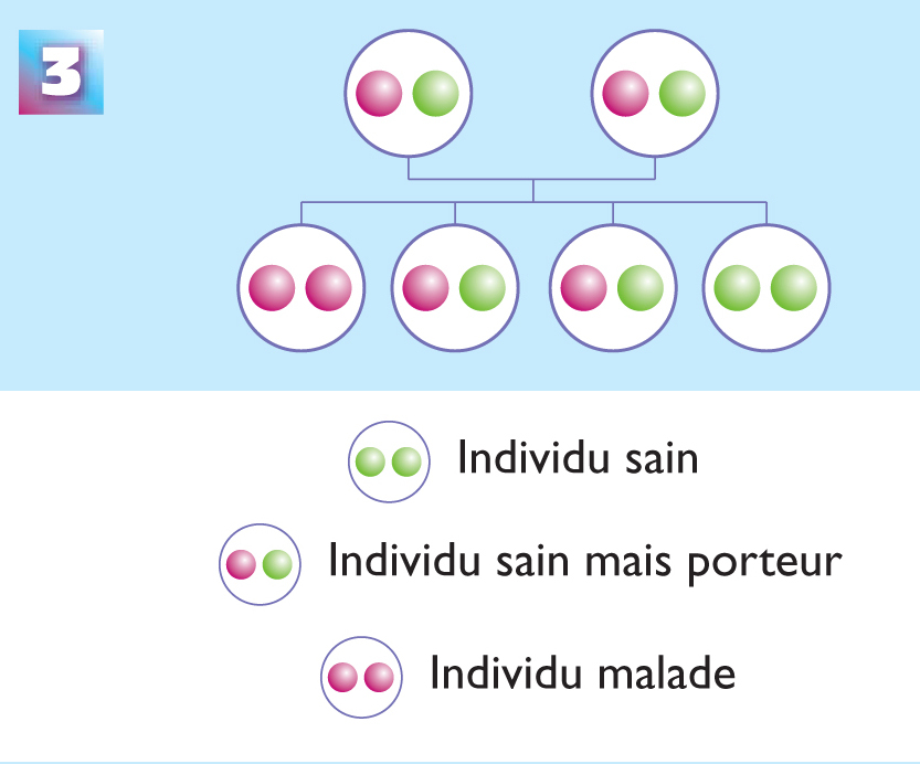 Schéma explicatif avec deux parents porteurs sains