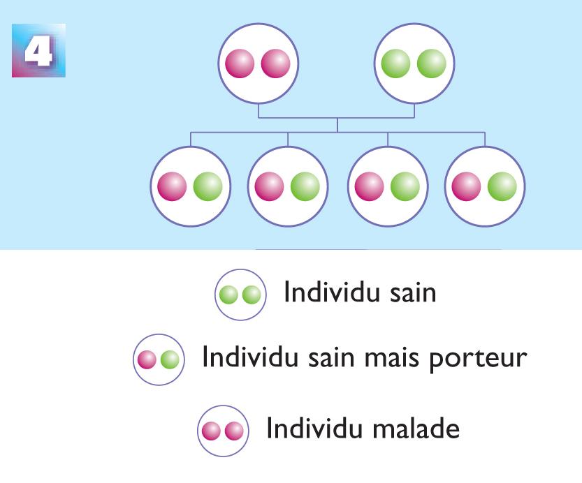 Schéma explicatif avec un des deux parents atteint de l'ataxie de Friedreich, l'autre "sain"