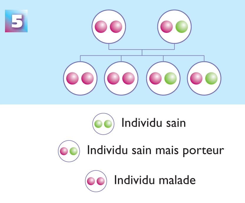 Schéma explicatif avec un des deux parents atteint par l'ataxie de Friedreich, l'autre étant porteur sain