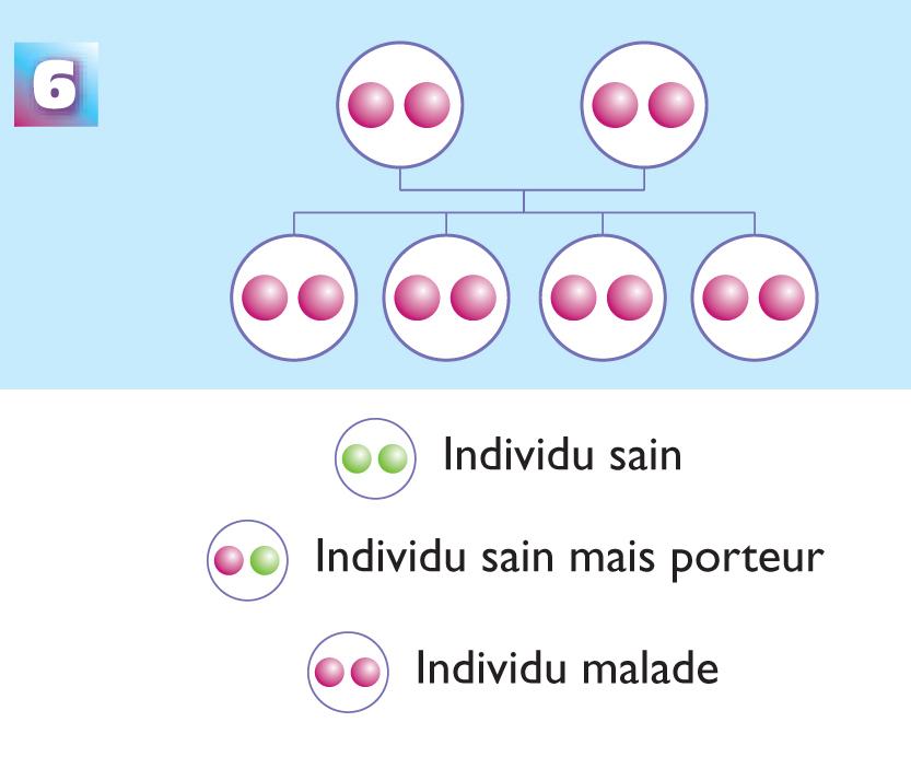 Schéma explicatif avec deux parents atteints par l'ataxie de Friedreich