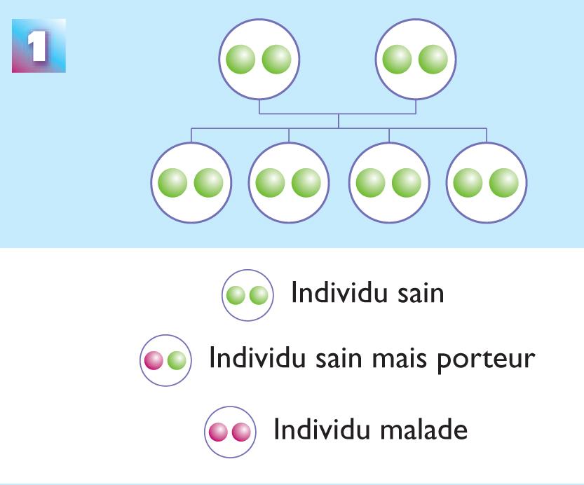 Schéma explicatif avec deux parents non porteurs.